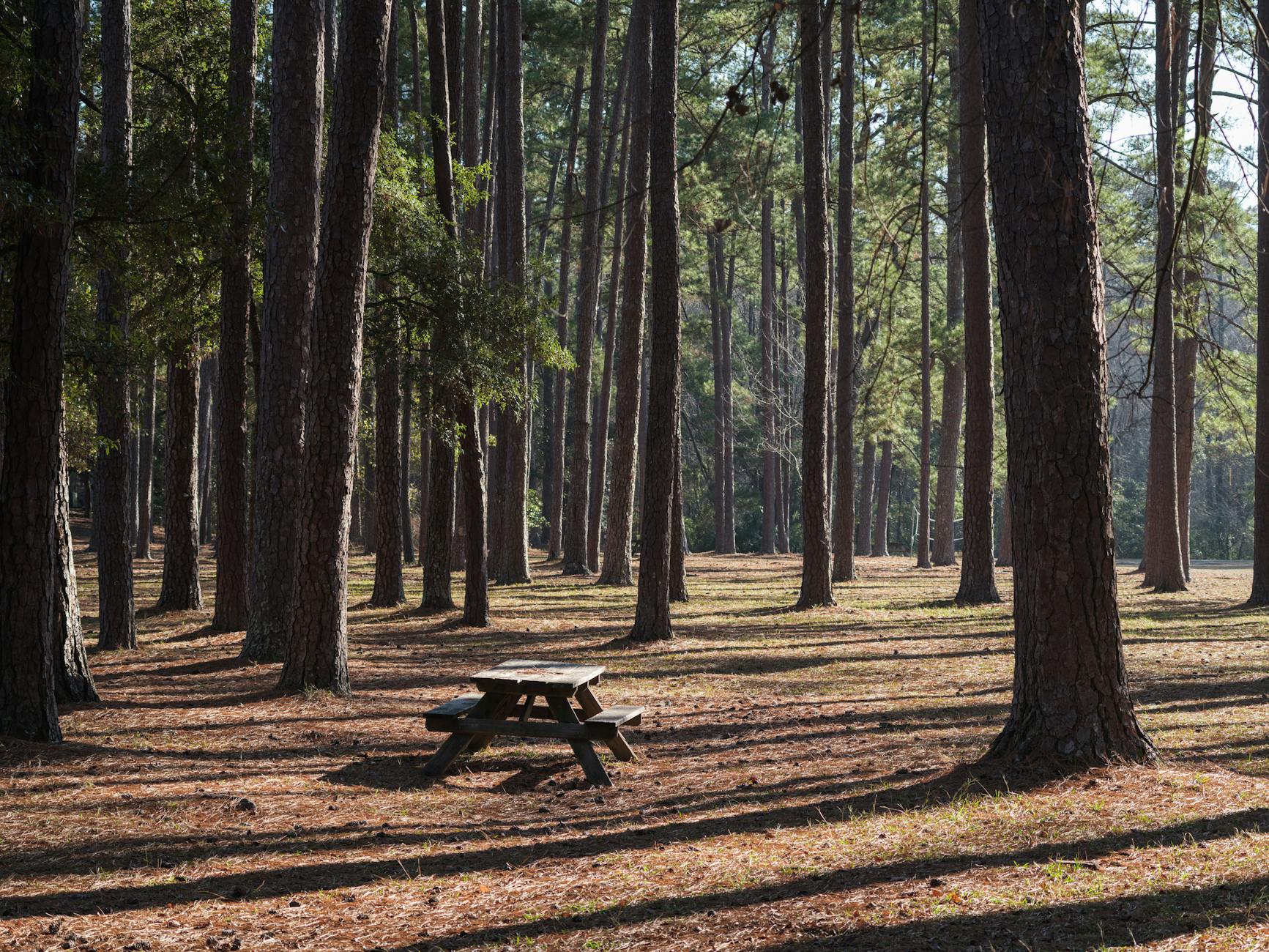 South Carolina landscape